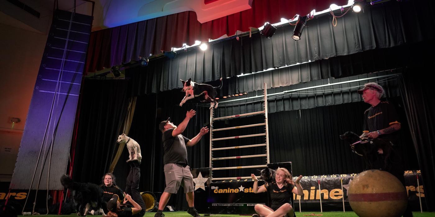 dog mid air in the center of the stage with people and dogs to the sides
